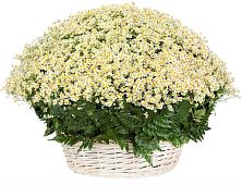 Цветочная композиция из Ромашки в корзине #REPLACE_PRED# Белая глина